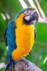 Blue-and-yellow Macaw Art Print